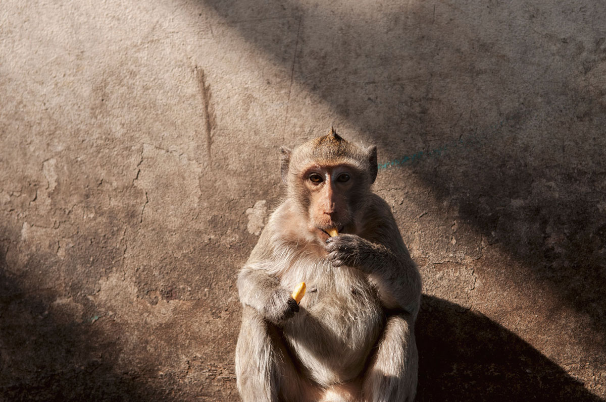 Fotografia de un macaco en el pueblo de Lop Buri, Tailandia.